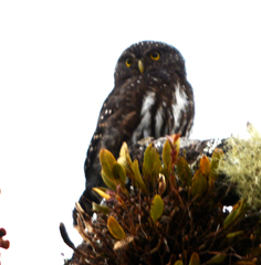 Glaucidium jardinii
