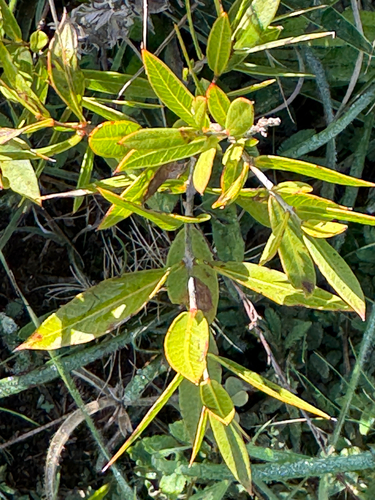 Psidium salutare observed 2026-04-25