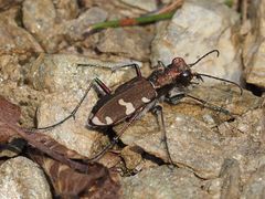 Cicindela sylvicola