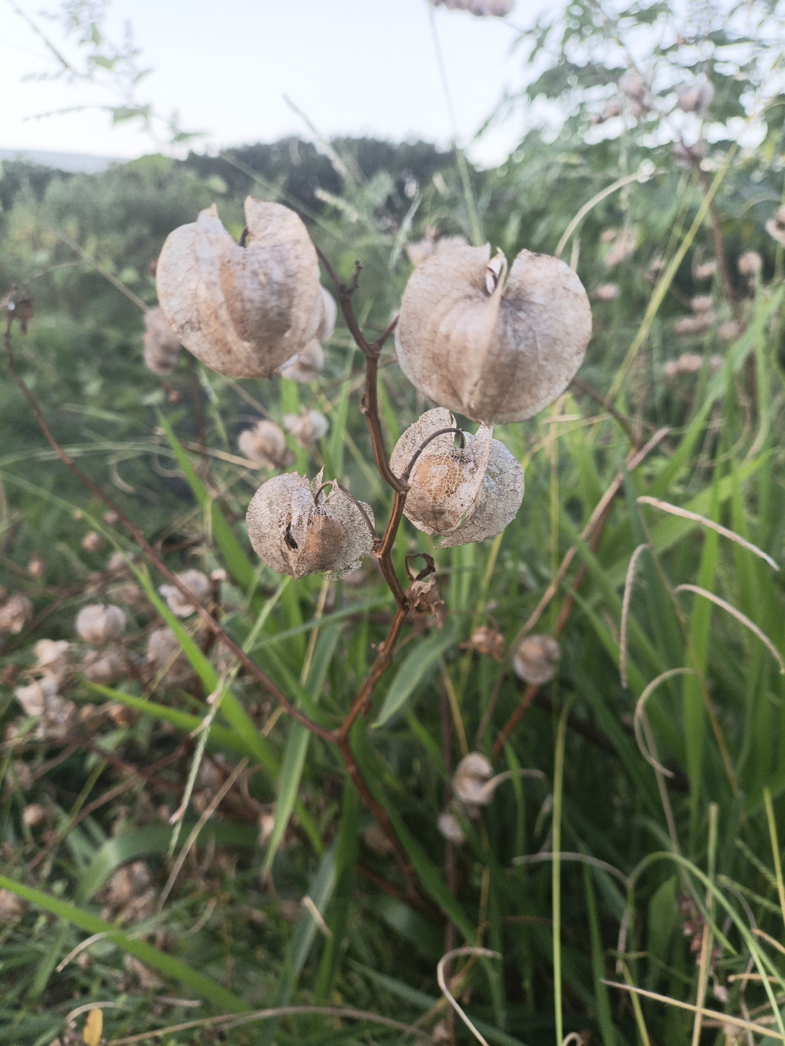 Nicandra physalodes
