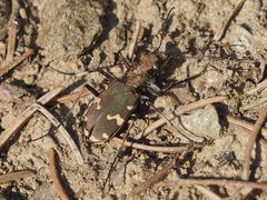 Cicindela sylvicola