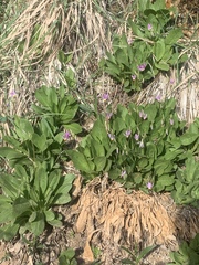 Primula pauciflora zionensis