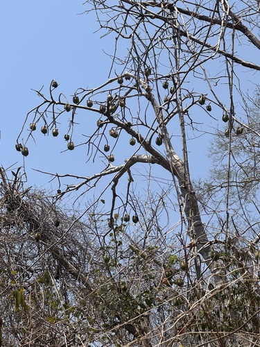 Bonete (Jacaratia mexicana)