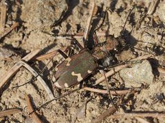 Cicindela sylvicola
