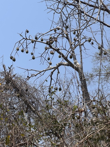 Bonete (Jacaratia mexicana)