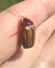 Amphimallon solstitiale