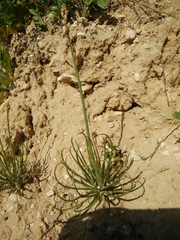 Asphodelus tenuifolius