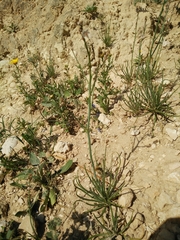 Asphodelus tenuifolius