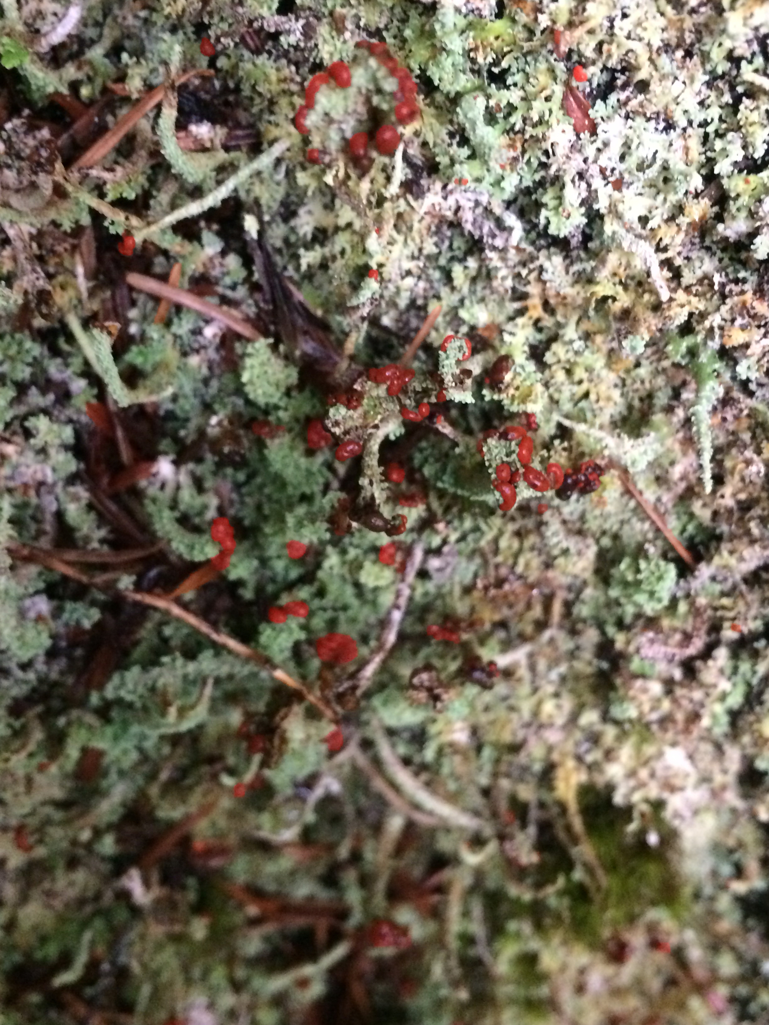 Cladonia bellidiflora image