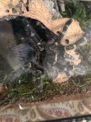 Grammostola pulchripes