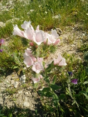 Echium judaeum