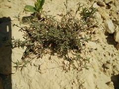 Argyrolobium harveyanum