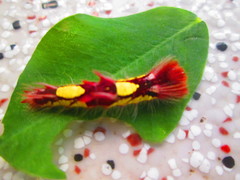 Morpho helenor peleides