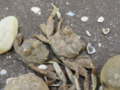 Cyrtograpsus angulatus