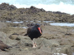 Haematopus ater