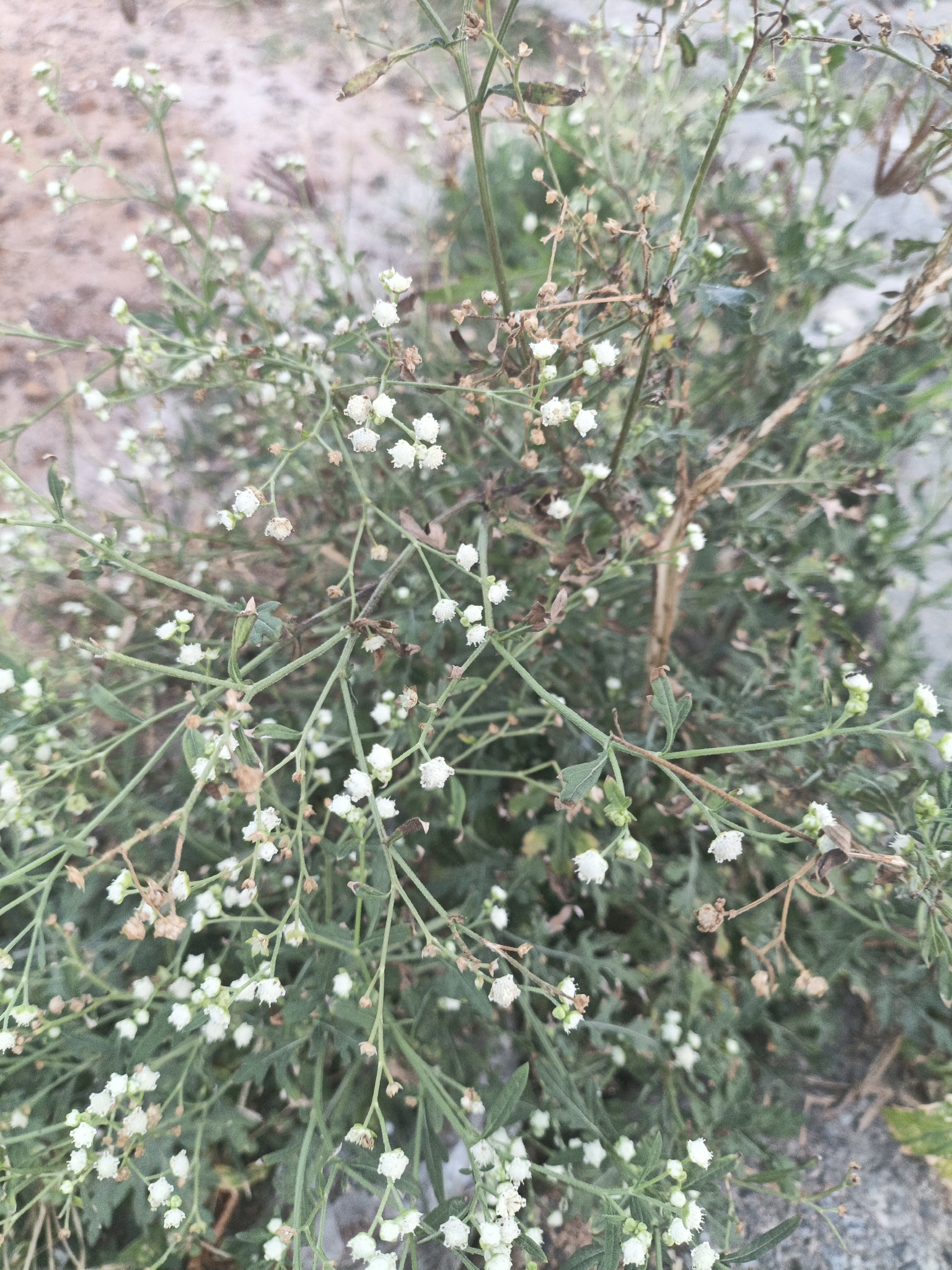 Parthenium hysterophorus