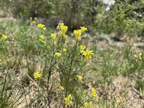 Erysimum crepidifolium (Erysimum crepidifolium)