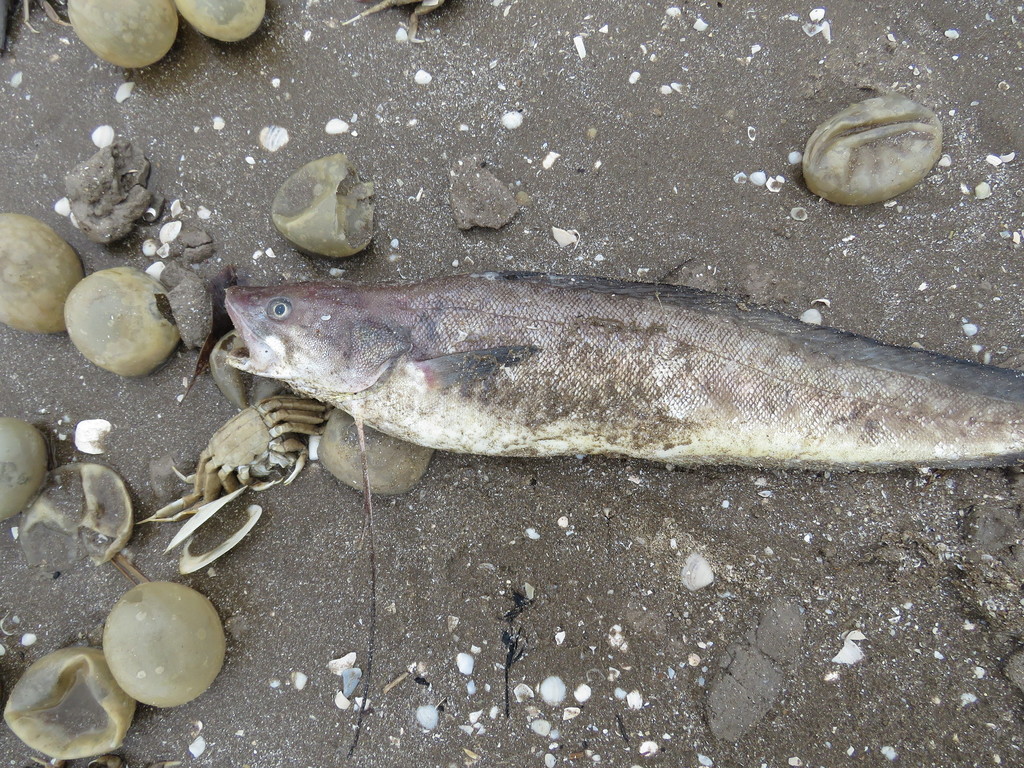 Brazilian Codling