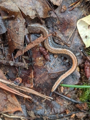Plethodon serratus