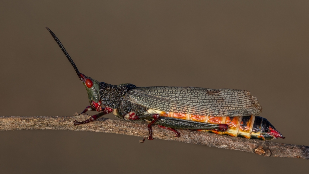 Taphronota stali