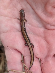 Plethodon serratus
