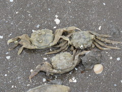 Cyrtograpsus angulatus