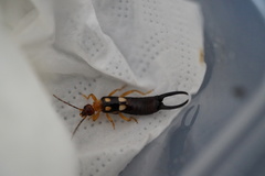 Forficula smyrnensis