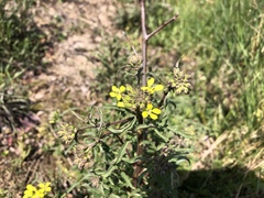 Erysimum crepidifolium