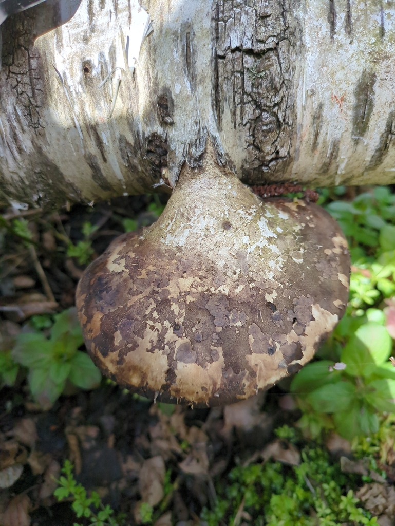 Fomitopsis betulina · April 2026 · photo: © alexis_orion (iNaturalist, cc-by)