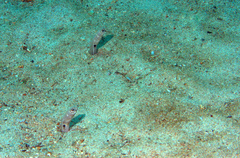 Heteroconger digueti