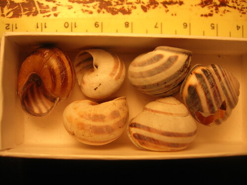 Cepaea nemoralis