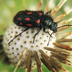 Astylus bourgeoisi
