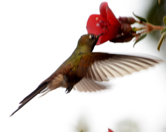 Chalcostigma heteropogon