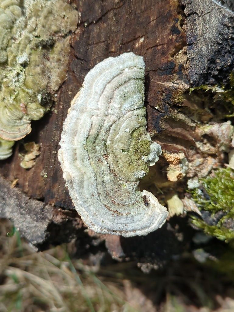 Trametes betulina · April 2026 · photo: © alexis_orion (iNaturalist, cc-by)