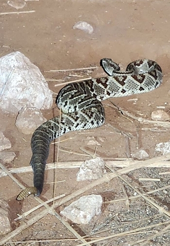 Yucatán Neotropical Rattlesnake