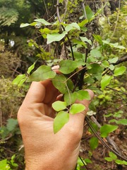 Clematis cunninghamii