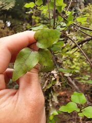 Clematis cunninghamii