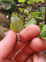 Clematis cunninghamii