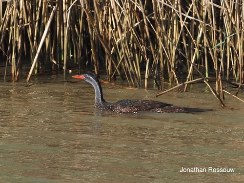 iNaturalist image