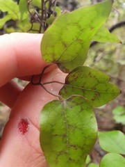 Clematis cunninghamii