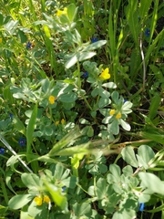 Lotus peregrinus