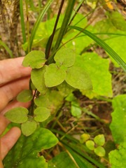 Clematis cunninghamii
