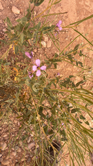 Moricandia arvensis, photograph author not stated, no rights reserved
