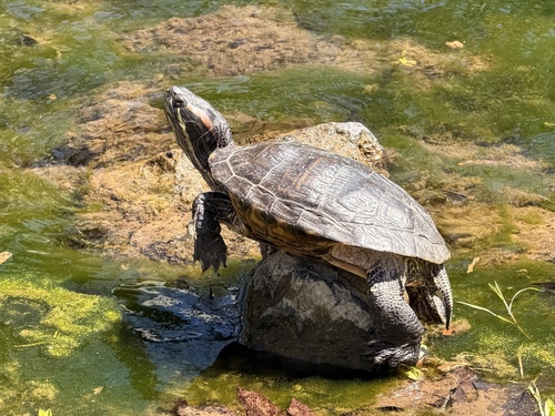 Trachemys scripta elegans