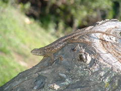 Sceloporus horridus