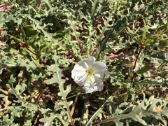 Oenothera wigginsii