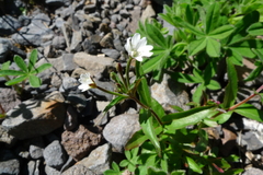 Epilobium lactiflorum