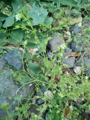 Arenaria leptoclados