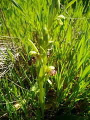 Ophrys umbilicata