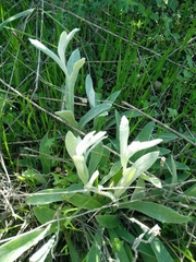 Helichrysum sanguineum